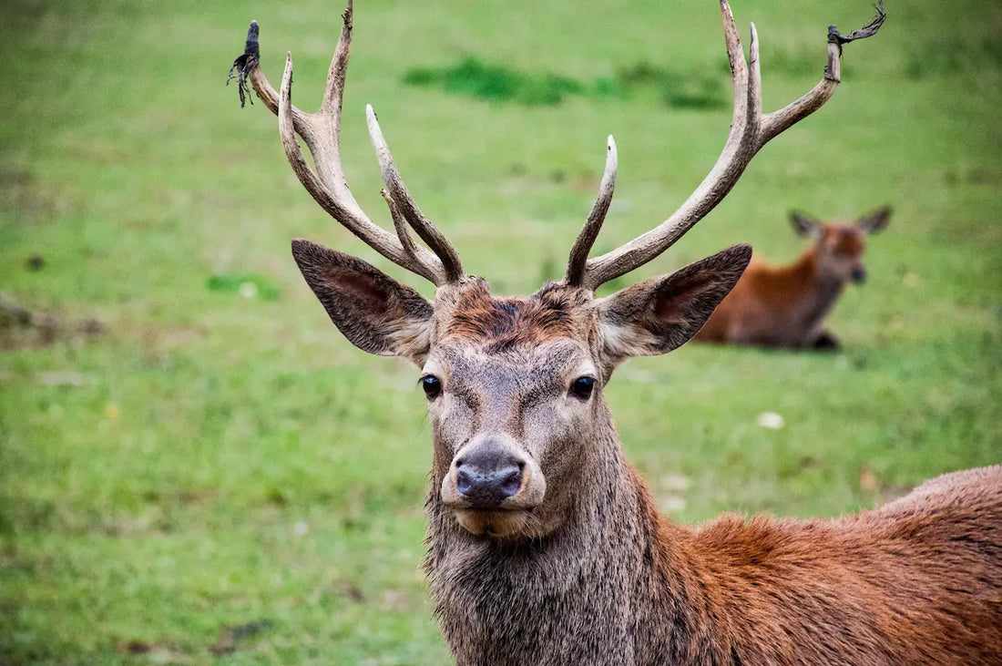 Der Hirsch - Der König des Waldes und die Ringelblume