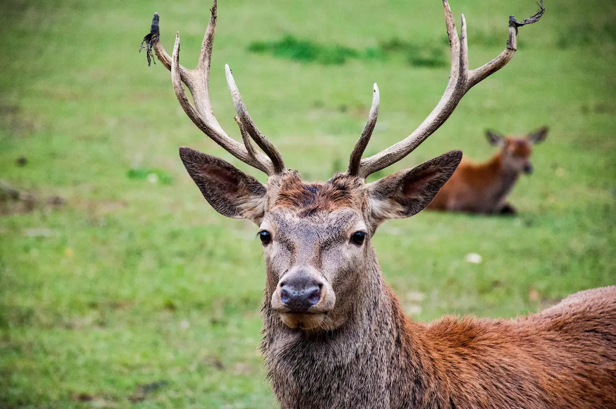 Der Hirsch - Der König des Waldes und die Ringelblume