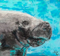 Der Dugong